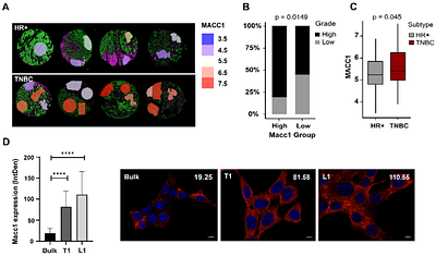 Repurposing statins in combination therapy for effective ablation of metastatic breast cancer