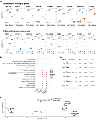 KOLF2.1J iTF-Microglia: A standardized platform to studymicroglial transcriptional regulatory networks in CNS disease