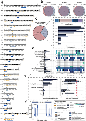 Comprehensive landscape of potential CTCF-binding sites across the complete telomere-to-telomere human genome