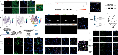 Senescent mast cells contribute to the progression of benign prostatic hyperplasia via SCF/c-KIT mediated endothelial-mesenchymal transition
