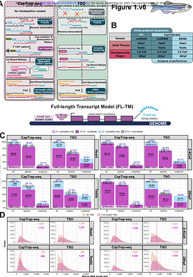 CapTrap-seq: Advancing zebrafish transcriptomic research through high-fidelity full-length RNA sequencing