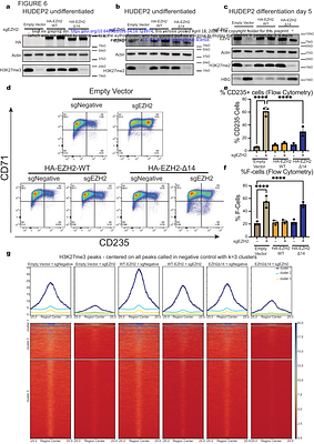 Dissecting polycomb complexes for enhanced fetal hemoglobin production