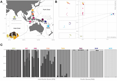 Gene flow throughout the evolutionary history of a polymorphic and generalist clownfish