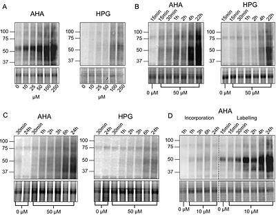 Optimization of Bio-Orthogonal Non-Canonical Amino acid Tagging (BONCAT) for effective low-disruption labelling of Arabidopsis proteins in vivo
