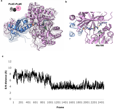Molecular basis for depsipeptide HDAC inhibitor combinatorial biosynthesis