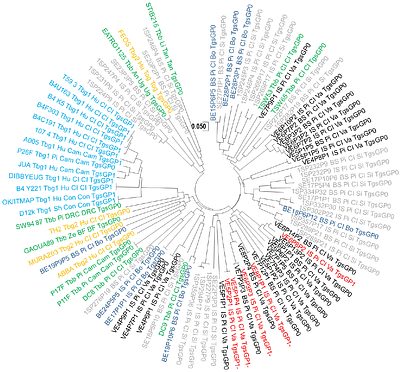 Trypanosoma brucei from pigs in sleeping sickness foci from Cote Ivoire is structured into clonal and strongly subdivided populations