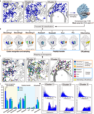 CoVET: Cryo-Electron Tomography guided by optical electrophysiology