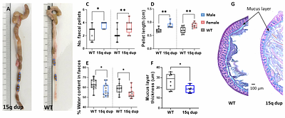 Prucalopride ameliorates delayed gastrointestinal transit and social behaviour in a mouse model of 15q duplication syndrome