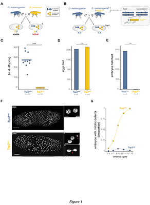 Adaptive evolution of Topoisomerase II triggers reproductive isolation in Drosophila