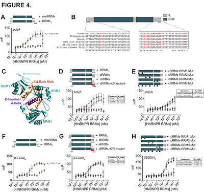 Contributions of Folded and Disordered Domains to RNA Binding by HNRNPR