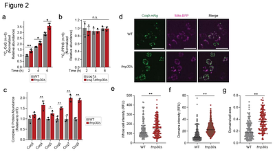 Fmp30 is a phosphatidylinositol hydrolase that regulates CoQ biosynthesis