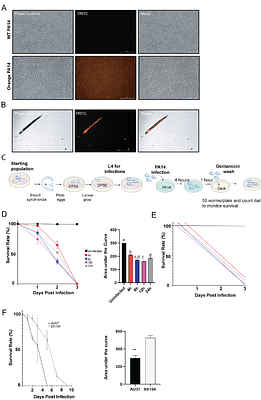 Bacteriophage treatment of Pseudomonas aeruginosa PA14 infection does not alter the native microbiome of Caenorhabditis elegans