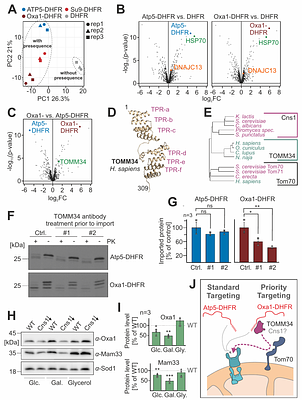 A priority code in presequences: mitochondrial targeting signals assign specific import characteristics to precursor proteins