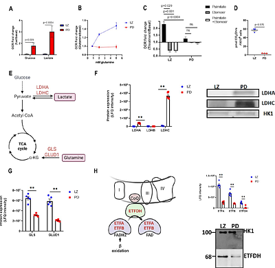 Stage-specific metabolic rewiring coordinates nucleotide supply and demand during spermatogenesis