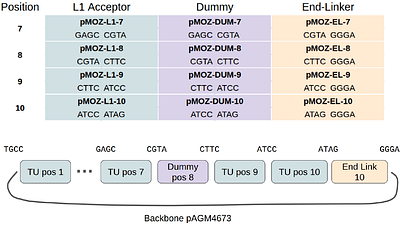 MozClo: An Expanded MoClo Toolset for Large Multigene Assembly and Plant Transformations