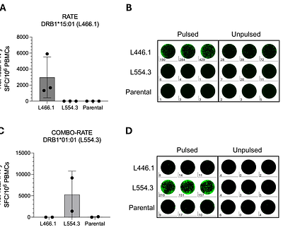 COMBO-RATE: An experimentally validated bioinformatic tool to identify promiscuous HLA restrictions