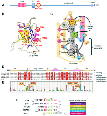 Redistribution of sidechain-sidechain interactions govern ligand-specific binding affinity changes in missense Shank1 PDZ mutants