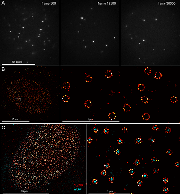 Automated 3D multi-color single-molecule localization microscopy