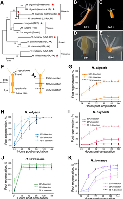 Wnt signaling restores evolutionary loss of regenerative potential in Hydra