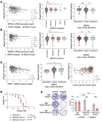 Unmatched cell line collections are not optimal for identification of PARP inhibitor response and drug synergies