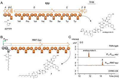 Changing the initiation unit of nonribosomal peptide synthetases to access underexplored biosynthetic potential