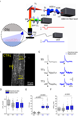 Optogenetic confirmation of transverse-tubular membrane excitability in intact cardiac myocytes