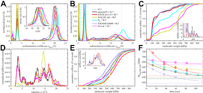 Evolution of a fuzzy ribonucleoprotein complex in viral assembly
