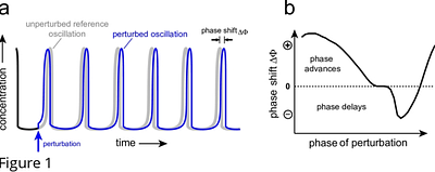 Background compensation revisited: Conserved phase response curves in frequency controlled homeostats with coherent feedback