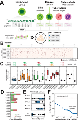 High-throughput screening for class I peptide MHC binding via yeast surface display