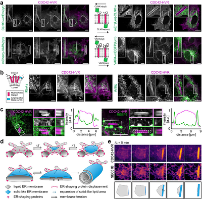 Large-scale endoplasmic reticulum membrane solidification spatially organizes proteins under thermal or metabolic stress