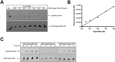A ribozyme ligase that requires a 3' terminal phosphate on its RNA substrate