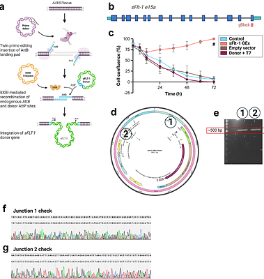 Engineered trophoblast organoids recapitulate molecular and functional features of preeclampsia