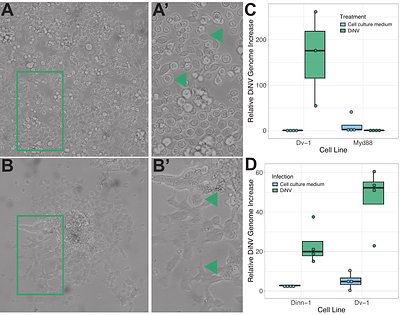 The study of the Drosophila innubila Nudivirus in cells and flies