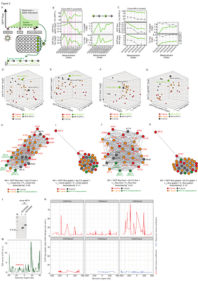 The influence of HIV sense and antisense transcripts on stochastic HIV gene expression and reactivation