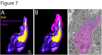 Embryonic development of C. elegans sense organs