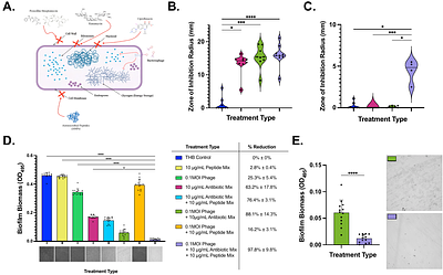 A Triple-Modality Peptide-Antibiotic-Phage Therapy Eradicates Multidrug-Resistant Serratia marcescens Biofilms
