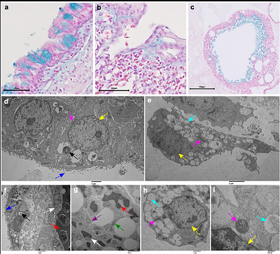 Development and Characterization of Chicken Lung Organoids for Future In Vitro Modeling of Avian Influenza Virus-Host Cell Interaction