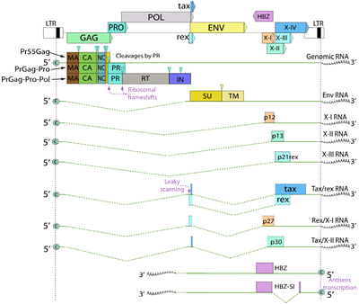 Bioinformatic analysis of the variability of Tax1 and Tax2 proteins of the human T-cell lymphotropic virus (HTLV)