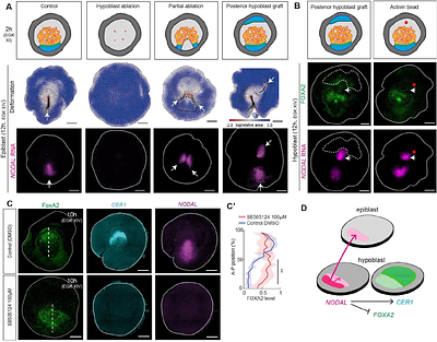 Live imaging and functional characterization of the avian hypoblast redefine the mechanisms of primitive streak induction