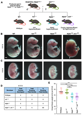 Interaction between long-range chromatin regulators Nipbl & Isl1 synergistically drives heart defects in mice