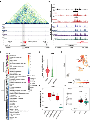 ZFHX4 is necessary for dopaminergic neuron differentiation and controls cell cycle by regulating LIN28A