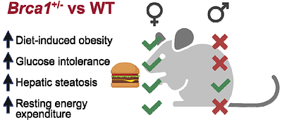 Brca1 heterozygosity leads to hepatic steatosis in male and female mice despite sexually dimorphic effects on systemic metabolism