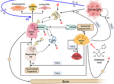 A Computational Model of Tumor Interactions with Bone-Resident Cells Predicts Tumor-Type-Specific Responses to Perturbations