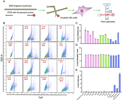 Evolutionary selection of DNA nanostructures for cellular uptake