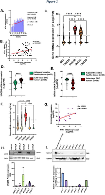 Netrin-1 regulates colorectal cancer stem cell self-renewal via a TFF3 dependent paracrine survival mechanism