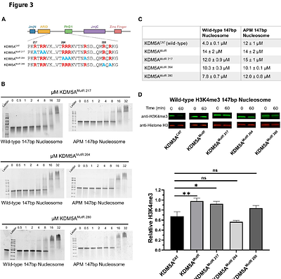 An intrinsically disordered region of histone demethylase KDM5A activates catalysis through interactions with the nucleosomal acidic patch and DNA