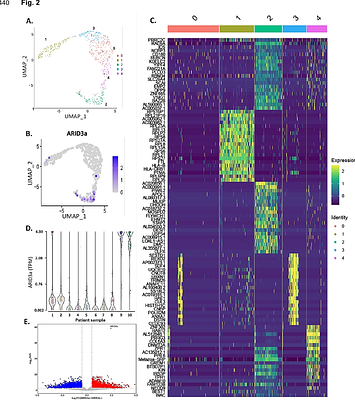 ARID3a-Expressing Naive B Cells in SLE have an Activated Phenotype and Transiently Express Surface CD68
