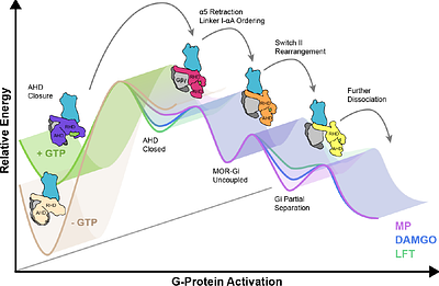 Non-Equilibrium Snapshots of Ligand Efficacy at the μ-Opioid Receptor