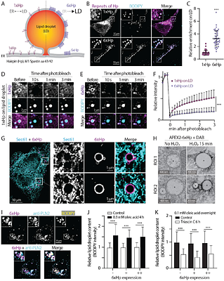 A fluorogenic complementation tool kit for interrogating lipid droplet-organelle interaction