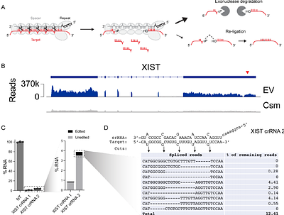 Spligation enables programmable chimeric RNA generation in living cells